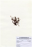 藏品(鹿角網地藻)的圖片